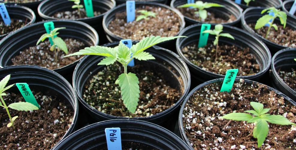 Hemp plant seedlings