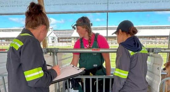 Ultrasounds on calves