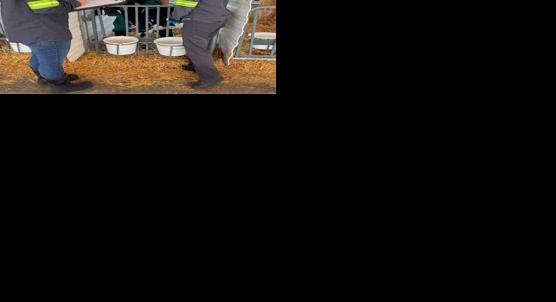 Lung ultrasounds change calf care