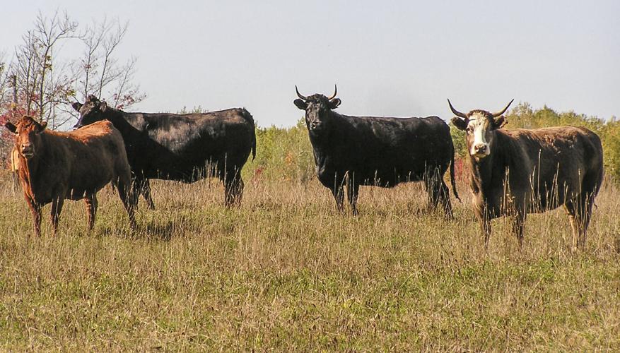Cattle in field