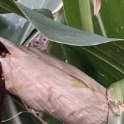 Strip-tilled corn near Mott