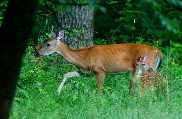 Deer