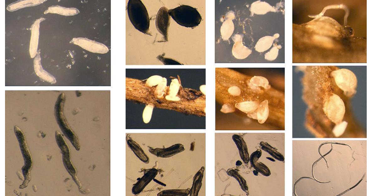 More diverse SCN library could impact resistance fight