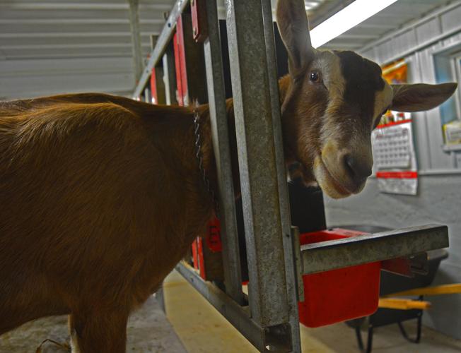 Evie the goat
