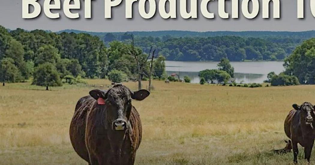 Beef production