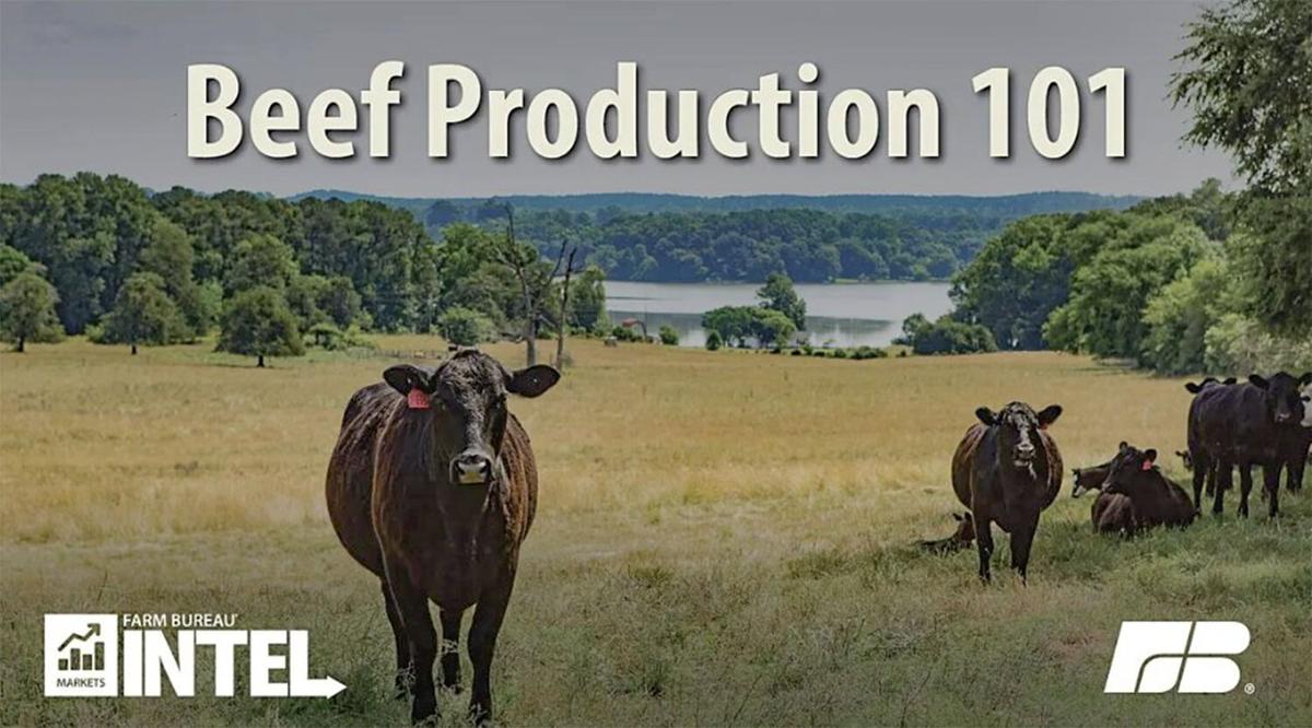 Beef production