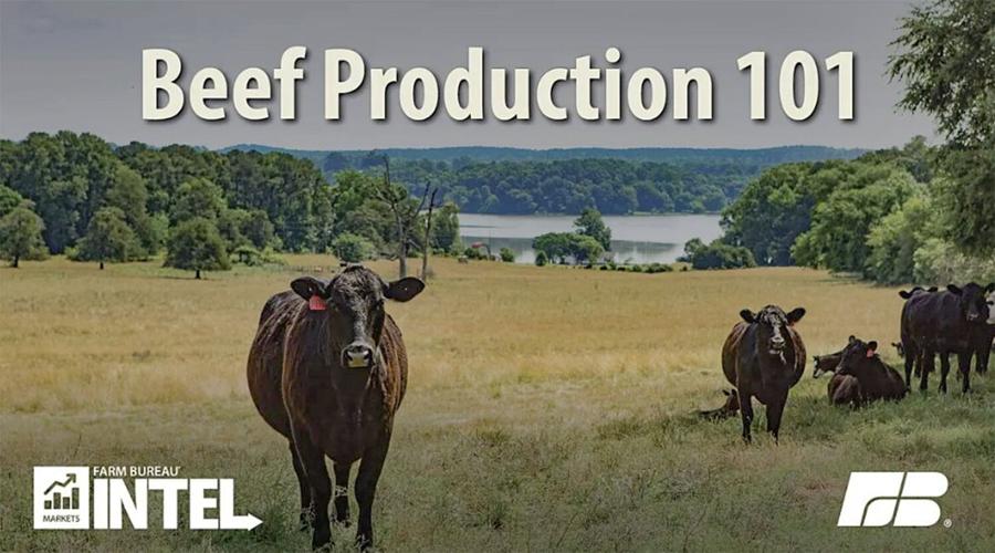 Beef production
