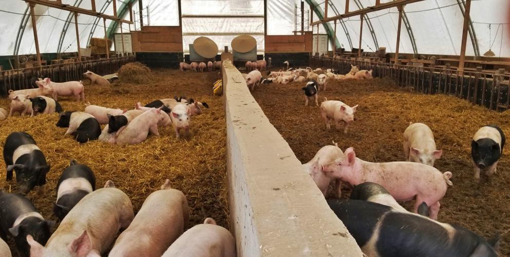 Pigs in hoop house