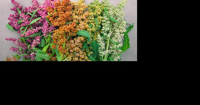 Bacteria boosts specialty crop - Vimarsana News