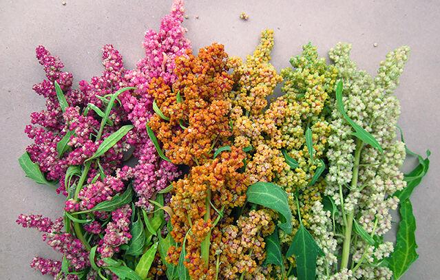 Quinoa plant