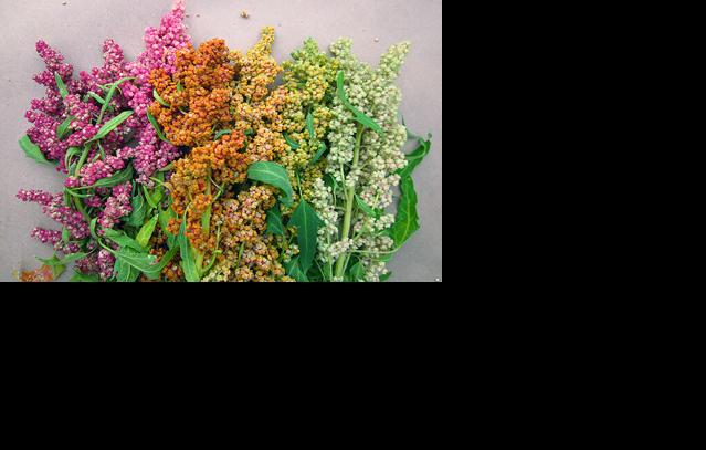 Quinoa plant