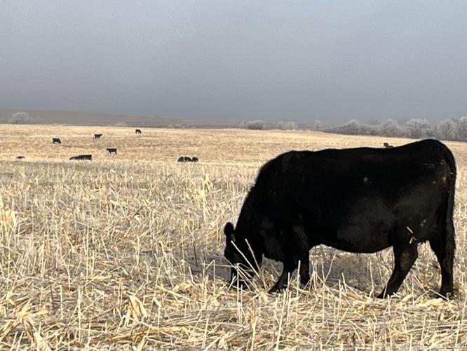 Down on the Farm (1).jpg