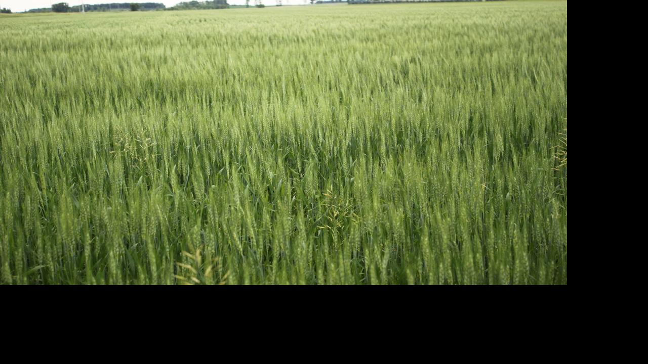 Weather, growing conditions influencing wheat prices Crop