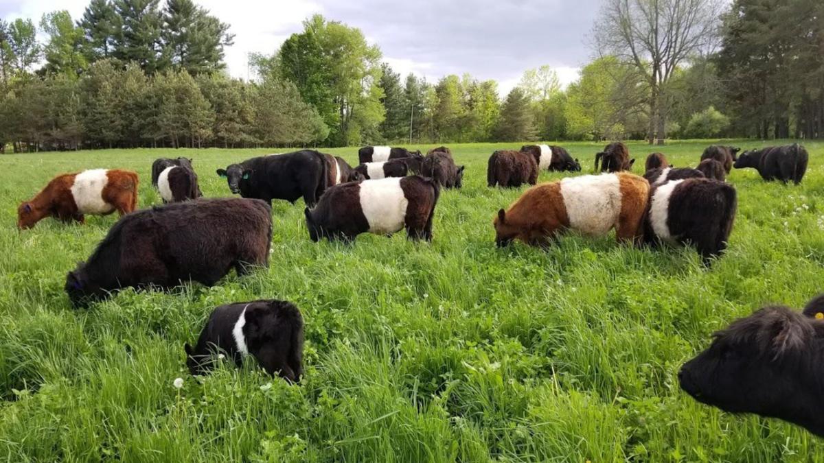 Beef cattle on pasture