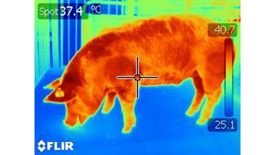 thermal image of pig