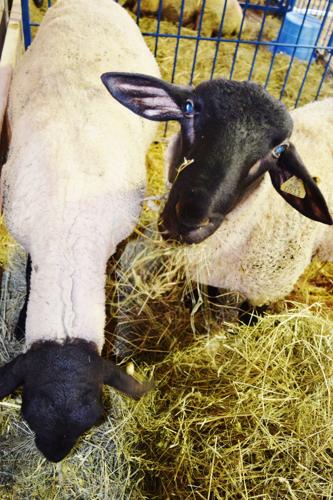 Suffolk sheep