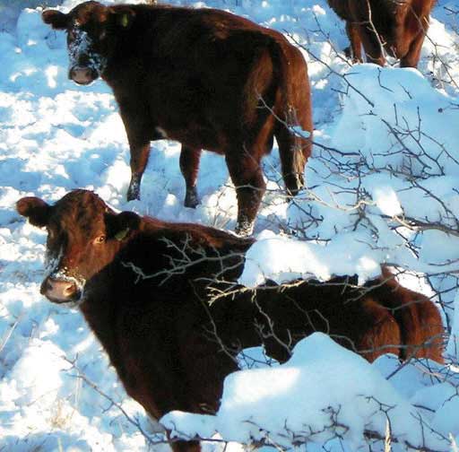 Winter Cattle