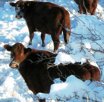 Winter Cattle