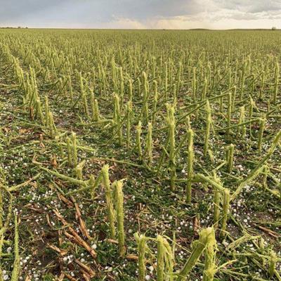 Hail damaged corn