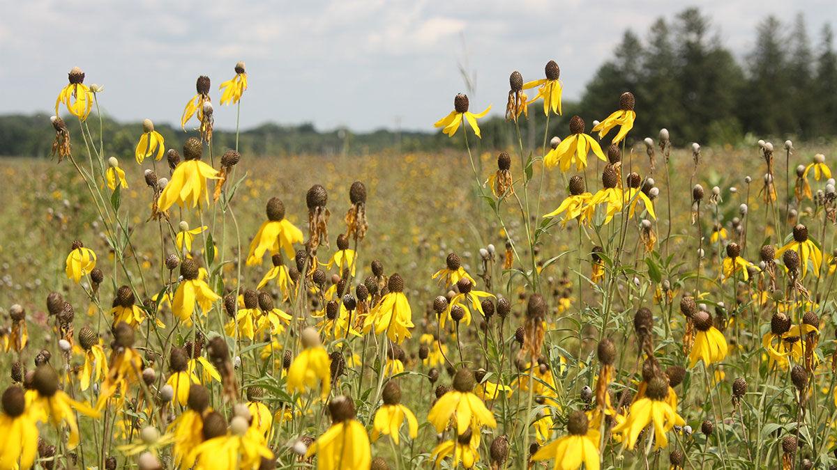Yellow coneflower