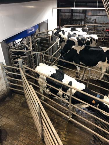 Cows wait turns