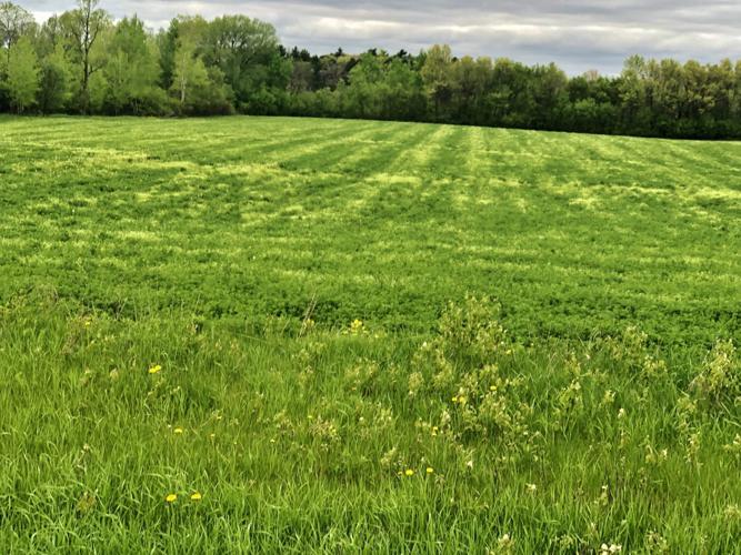 From the Fields: June 6 Don Lutz