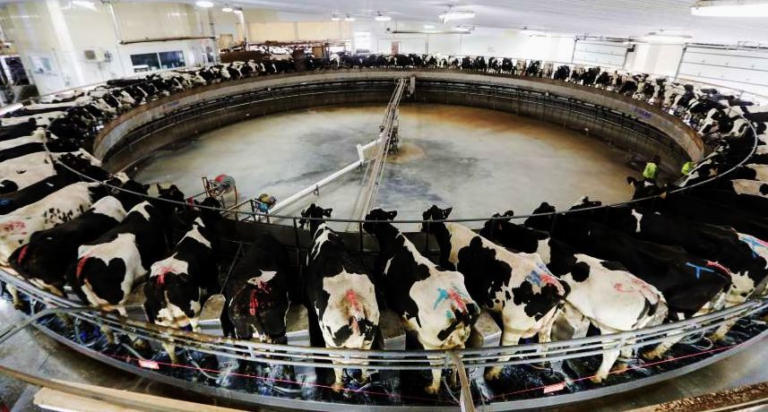 Rotary milking system at Rosendale Dairy