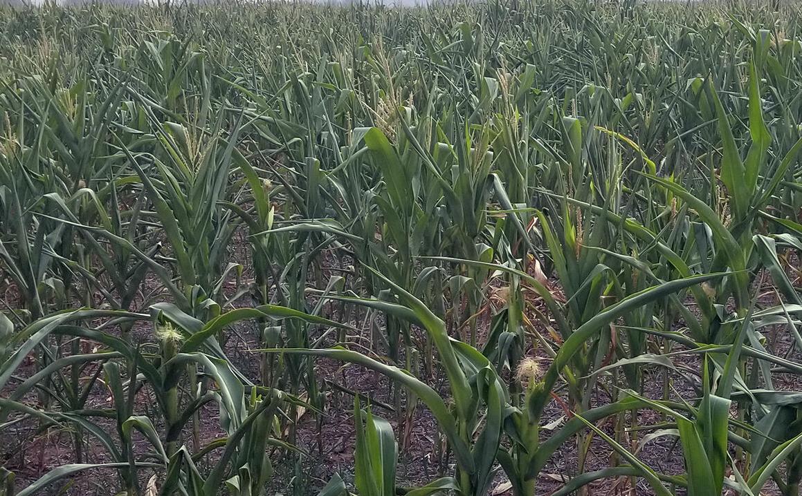 Corn stalks holding moisture