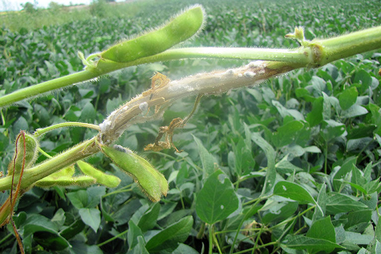 Missouri farmers watch soybean health issues Crops