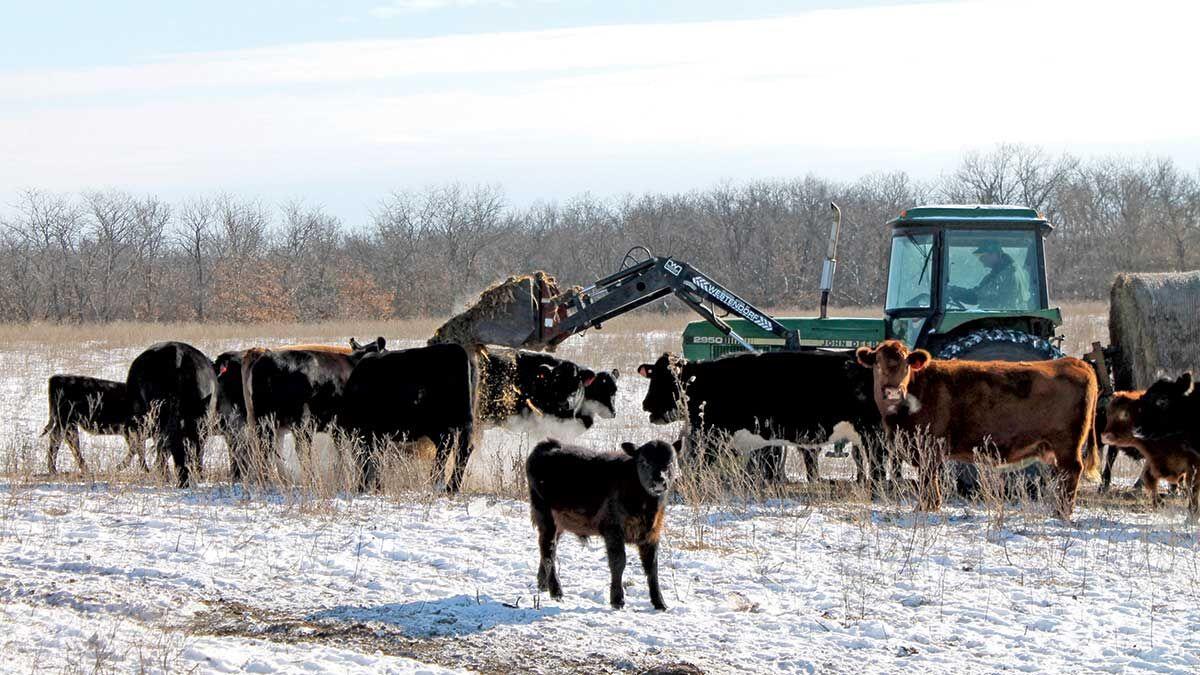 Cattle feeding in winter