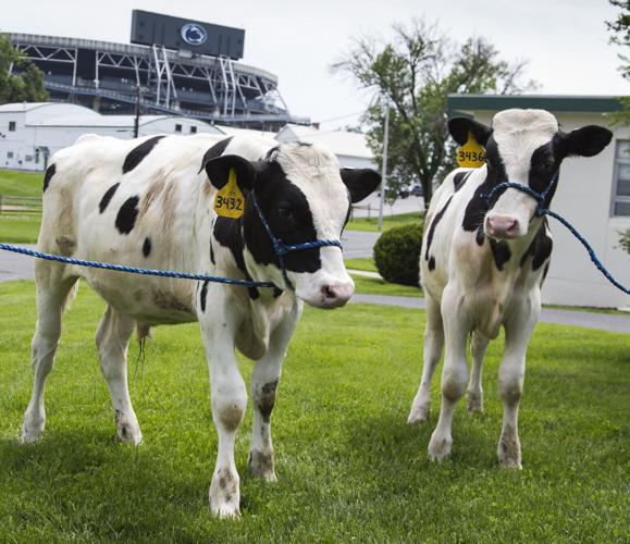 Holstein bull calves