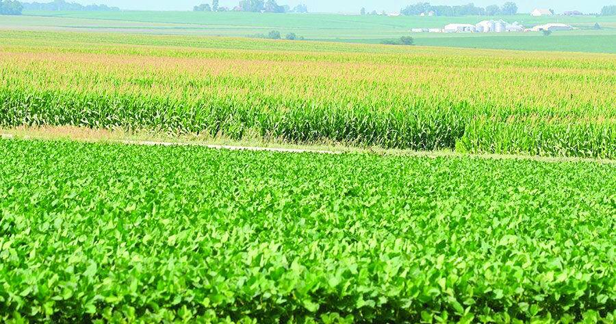 Soybean market turmoil not as dramatic as corn