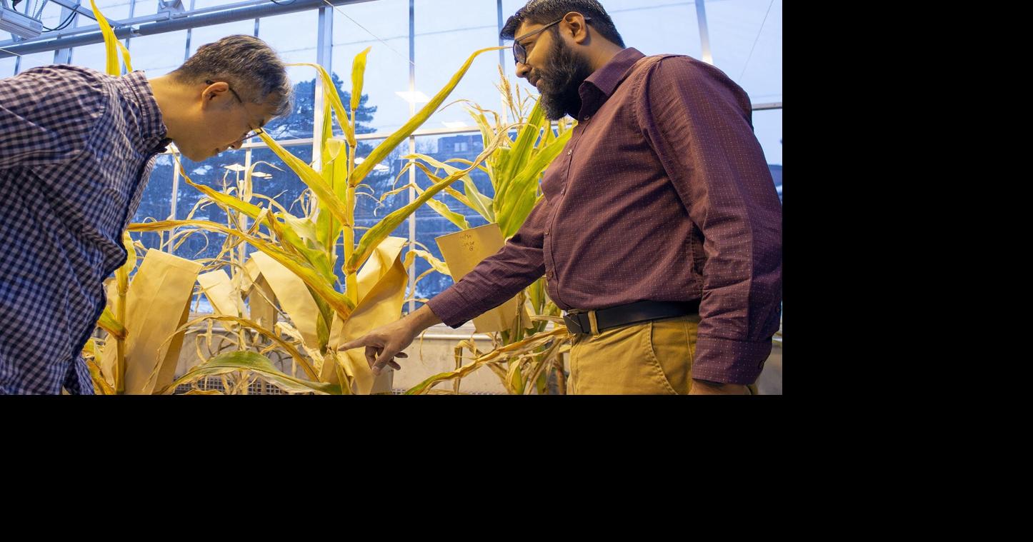 Unexpected discovery leads to potential pollination control mechanism