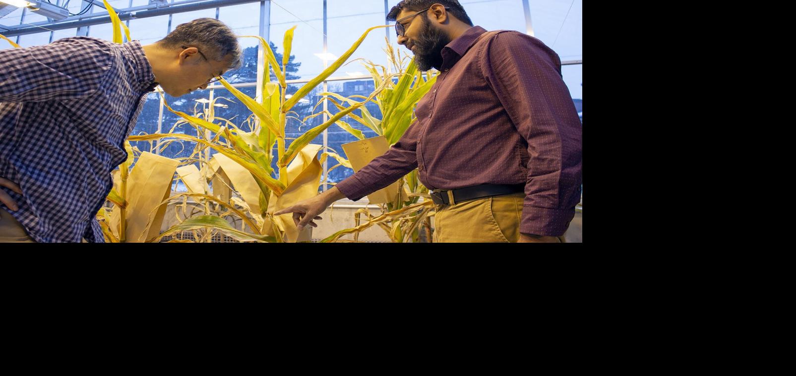 Scientists looking at corn