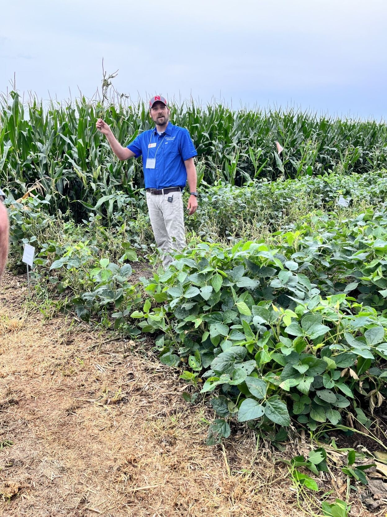 Soybean gall midge 1.jpg