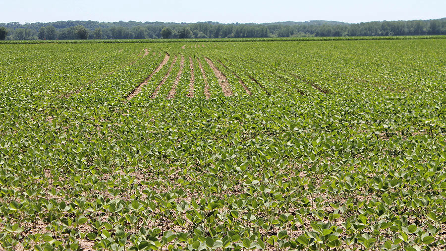 Dicamba file