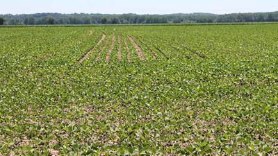 Dicamba file