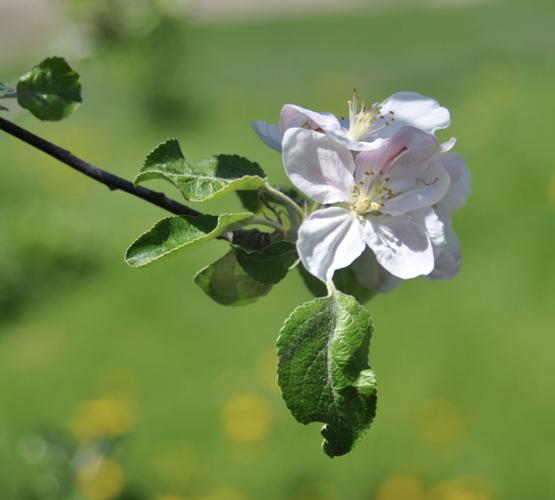 Apple blossoms