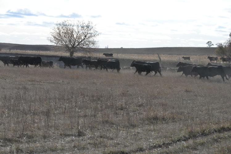 Miller Angus (6).JPG