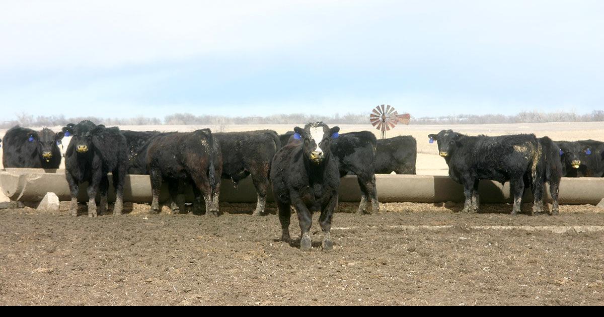 Preventing Vitamin A deficiency in cattle