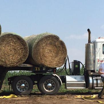 Hay on the way - Vimarsana News