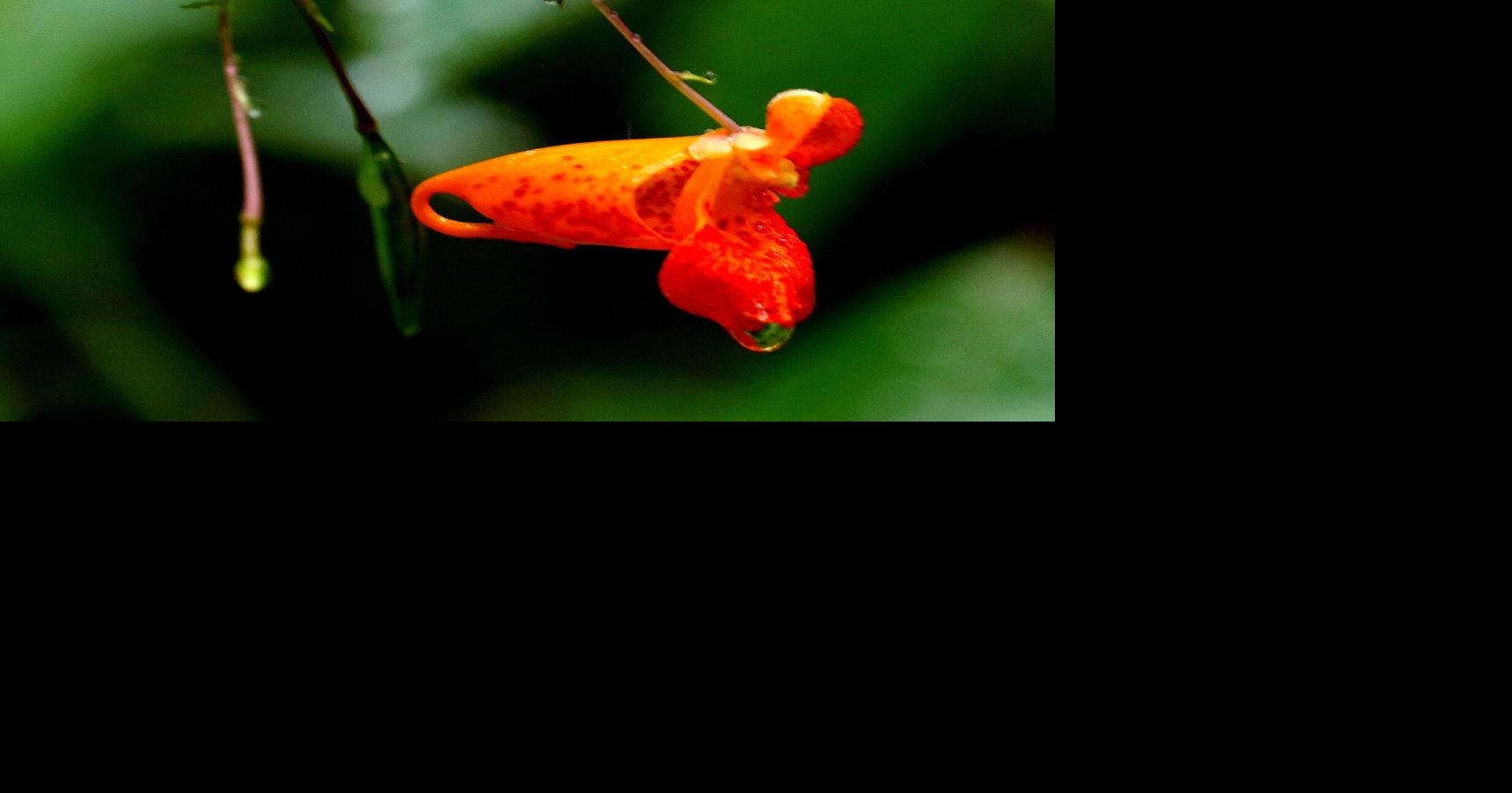 Jewelweed