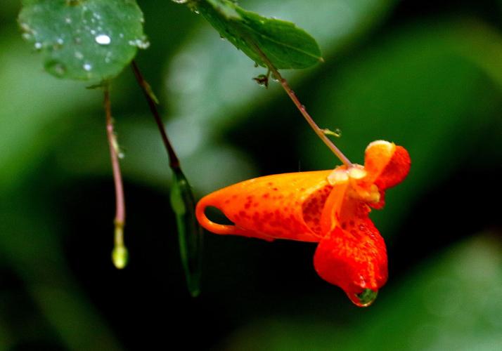 Jewelweed