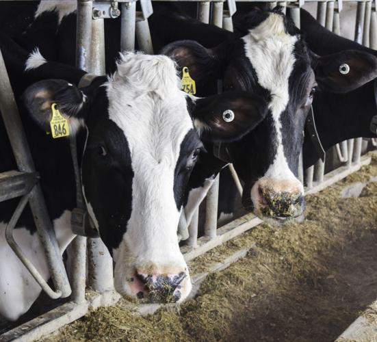 Cows with RFID tags