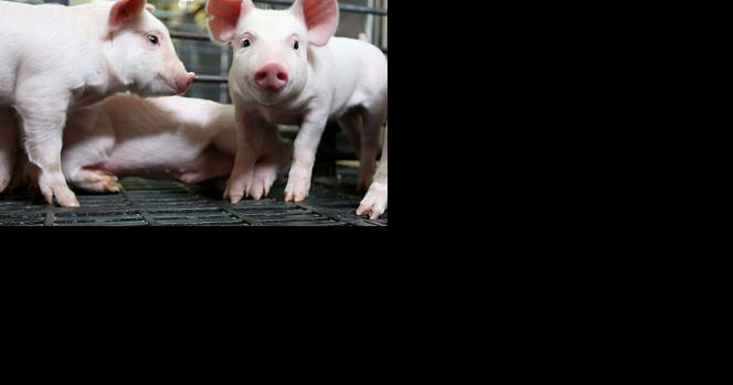 Grant targets lack of air-quality data in swine production - Vimarsana News
