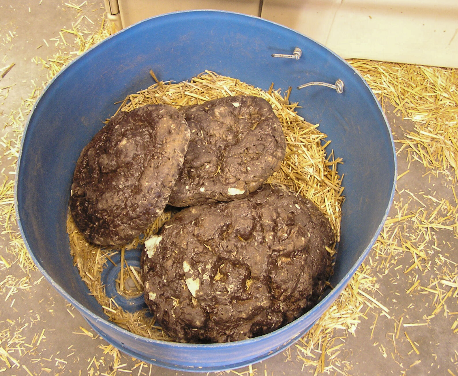 Cow dung
