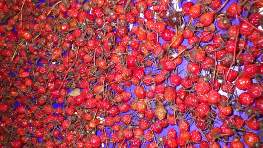 Rose hips