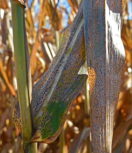 Researchers are studying tar spot disease