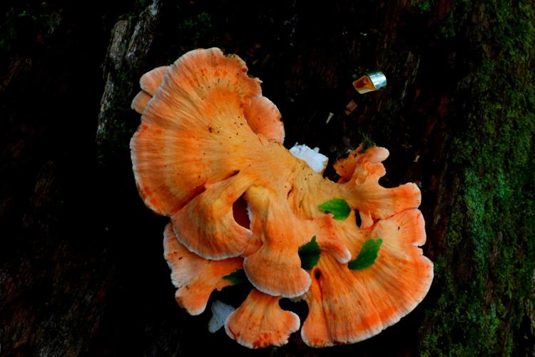 Mushroom
