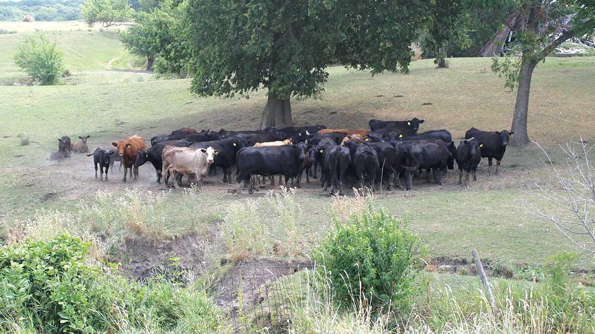 Cattle in shade